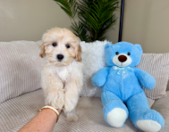 10 week old Maltipoo Puppy For Sale - Lone Star Pups