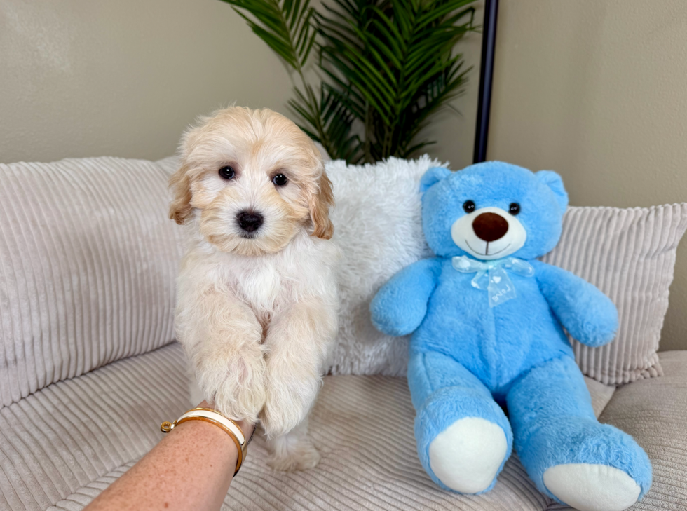 Cute Malt a Poo Poodle Mix Puppy