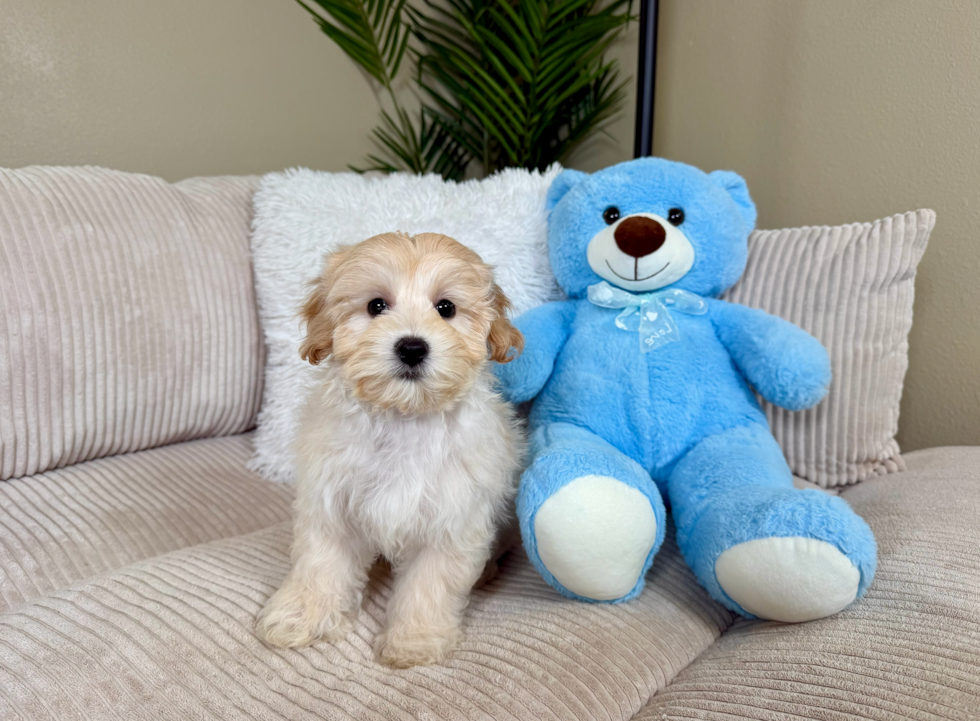 Maltipoo Pup Being Cute