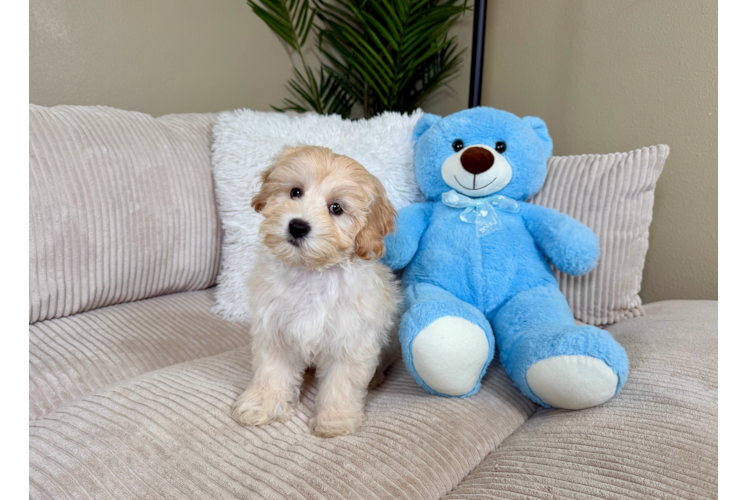 Best Maltipoo Baby