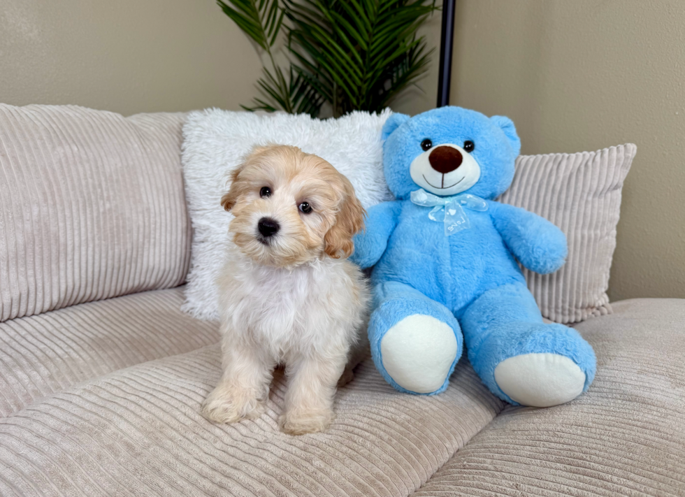 Best Maltipoo Baby