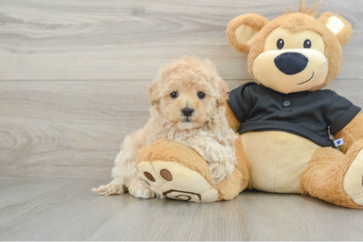 Maltipoo Pup Being Cute