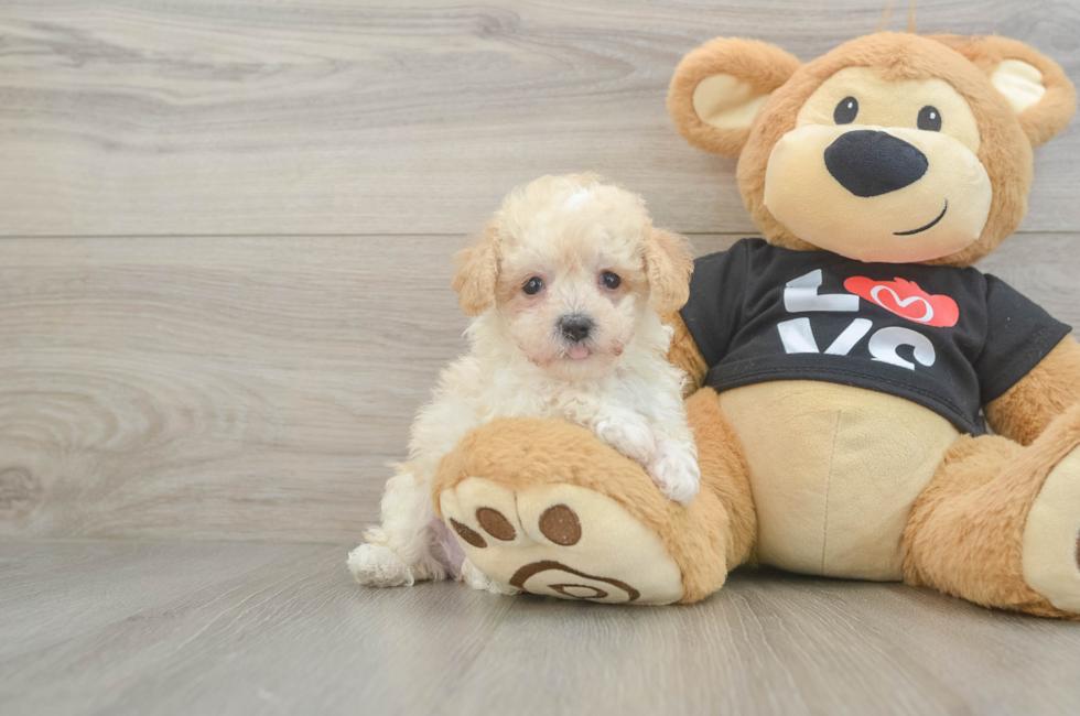 6 week old Maltipoo Puppy For Sale - Lone Star Pups