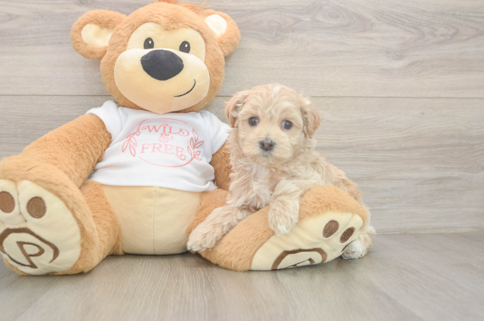 5 week old Maltipoo Puppy For Sale - Lone Star Pups