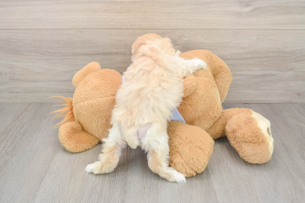 Popular Maltipoo Poodle Mix Pup