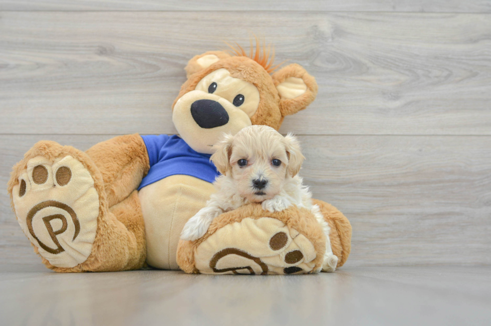 7 week old Maltipoo Puppy For Sale - Lone Star Pups