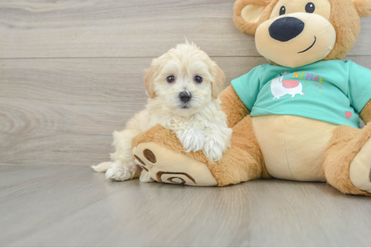Best Maltipoo Baby