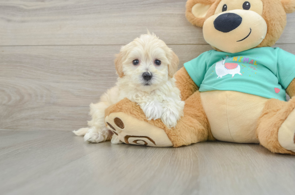 6 week old Maltipoo Puppy For Sale - Lone Star Pups