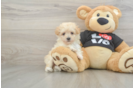 Maltipoo Puppy for Adoption