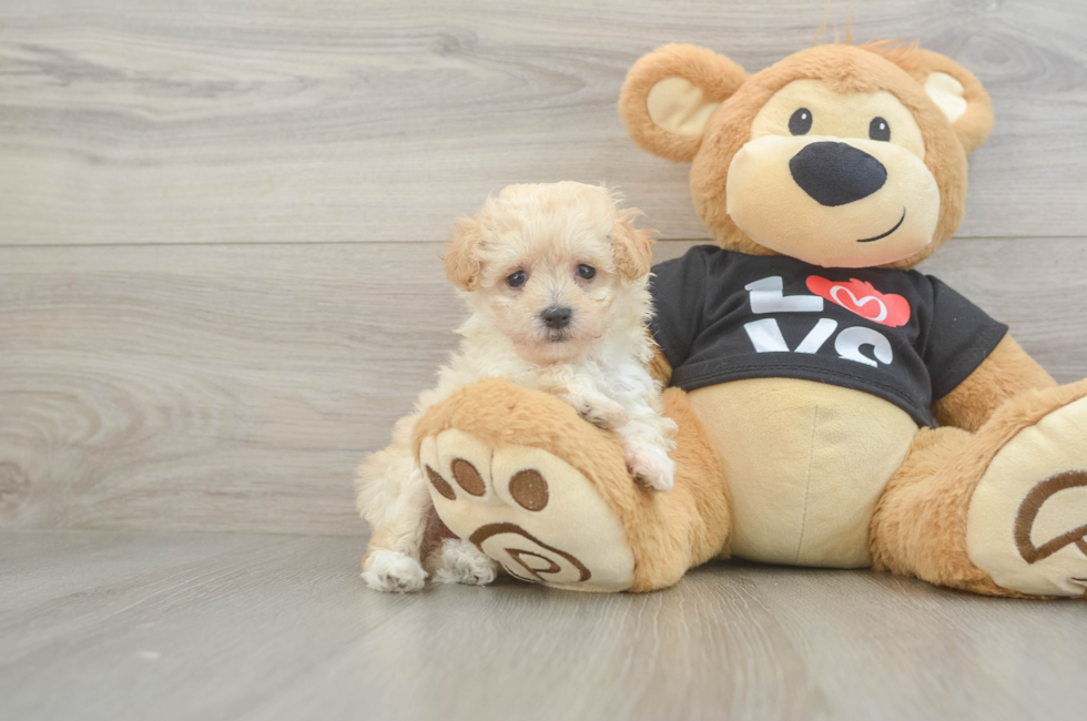 6 week old Maltipoo Puppy For Sale - Lone Star Pups