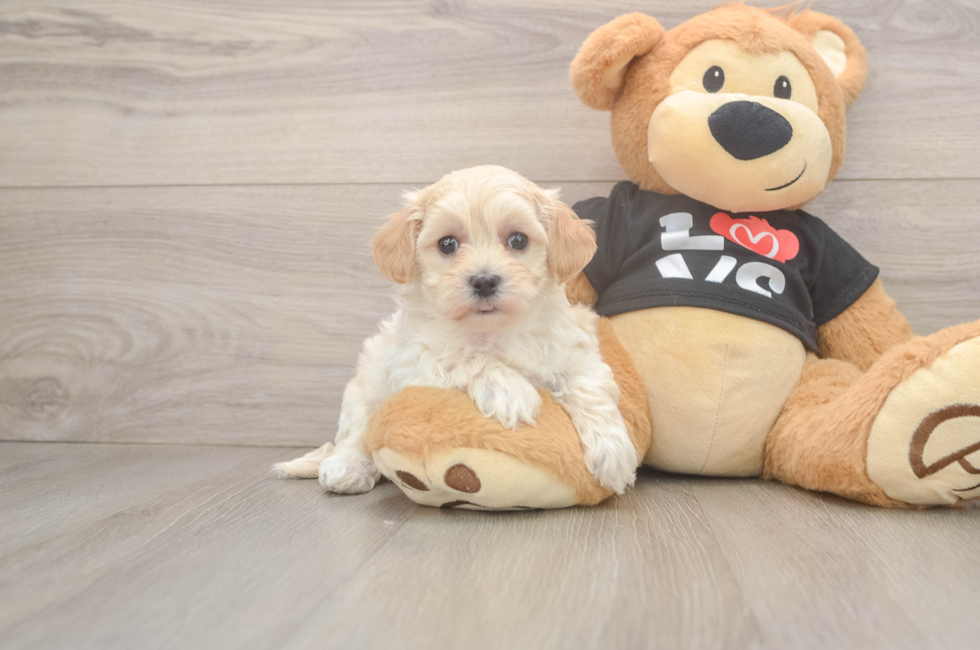7 week old Maltipoo Puppy For Sale - Lone Star Pups