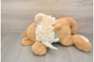 Best Maltipoo Baby
