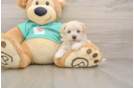 Funny Maltipoo Poodle Mix Pup