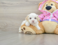 7 week old Maltipoo Puppy For Sale - Lone Star Pups