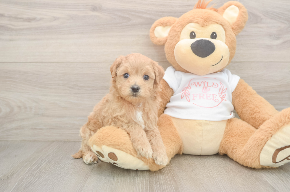 5 week old Maltipoo Puppy For Sale - Lone Star Pups