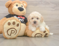 8 week old Maltipoo Puppy For Sale - Lone Star Pups
