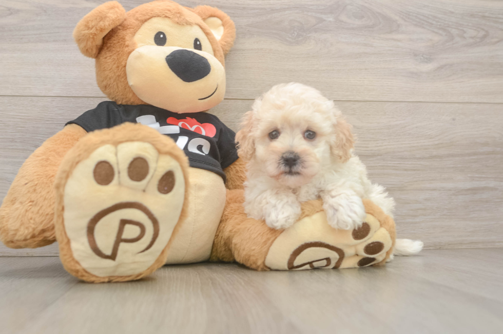 7 week old Maltipoo Puppy For Sale - Lone Star Pups