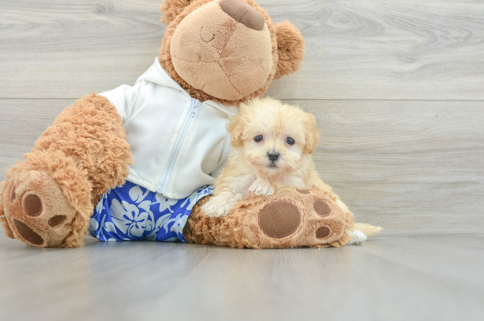 7 week old Maltipoo Puppy For Sale - Lone Star Pups