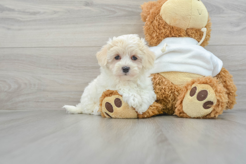 Maltipoo Pup Being Cute