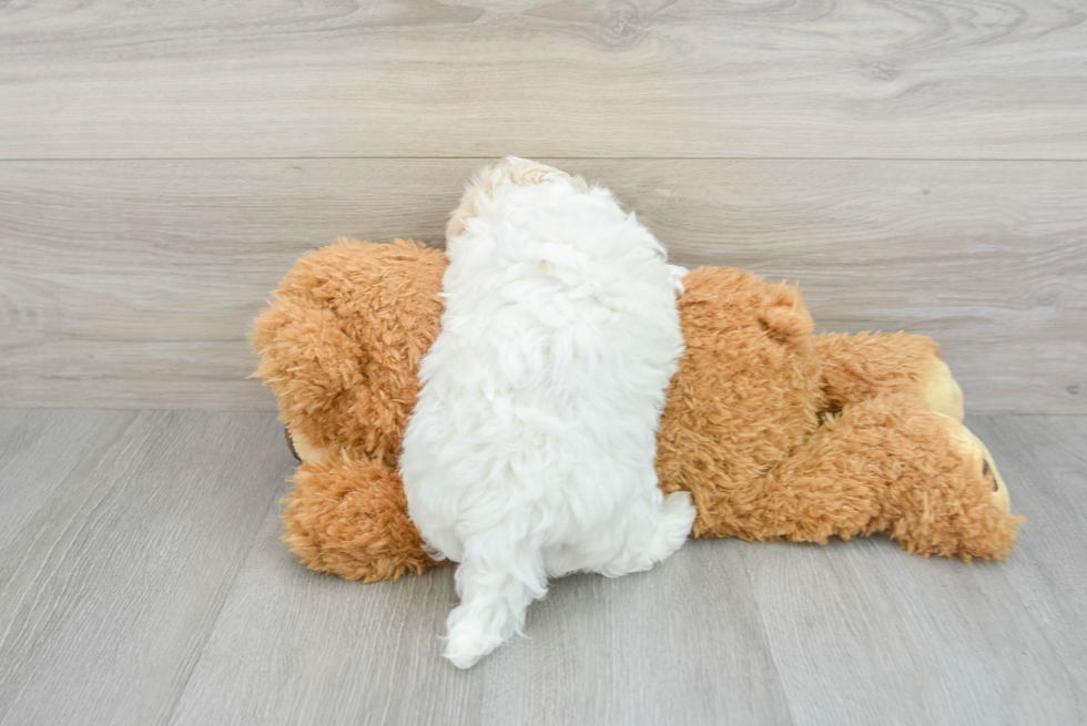 Little Maltepoo Poodle Mix Puppy