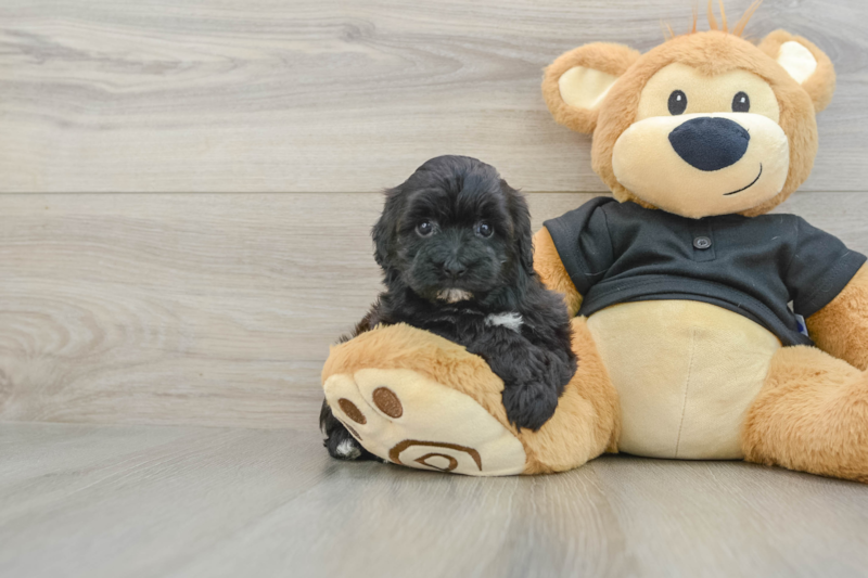 Meet Mystic - our Maltipoo Puppy Photo 1/3 - Lone Star Pups