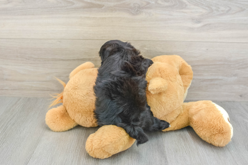 Meet Mystic - our Maltipoo Puppy Photo 2/3 - Lone Star Pups