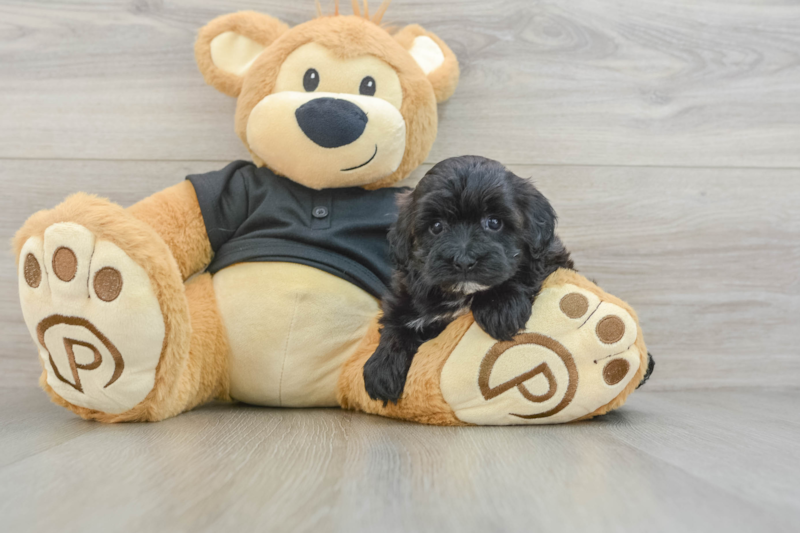 Meet Mystic - our Maltipoo Puppy Photo 3/3 - Lone Star Pups