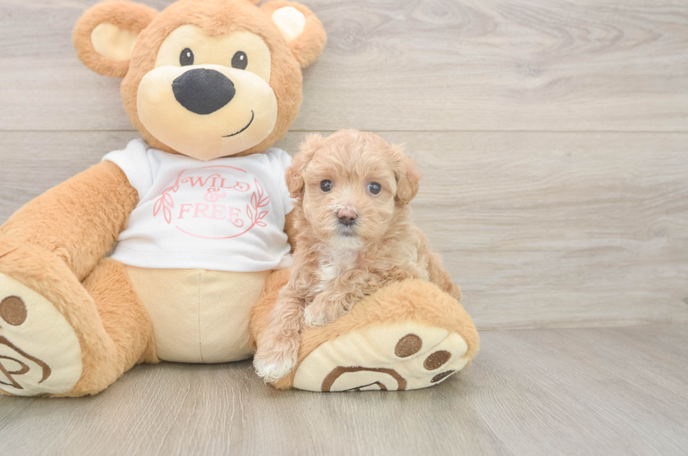 5 week old Maltipoo Puppy For Sale - Lone Star Pups