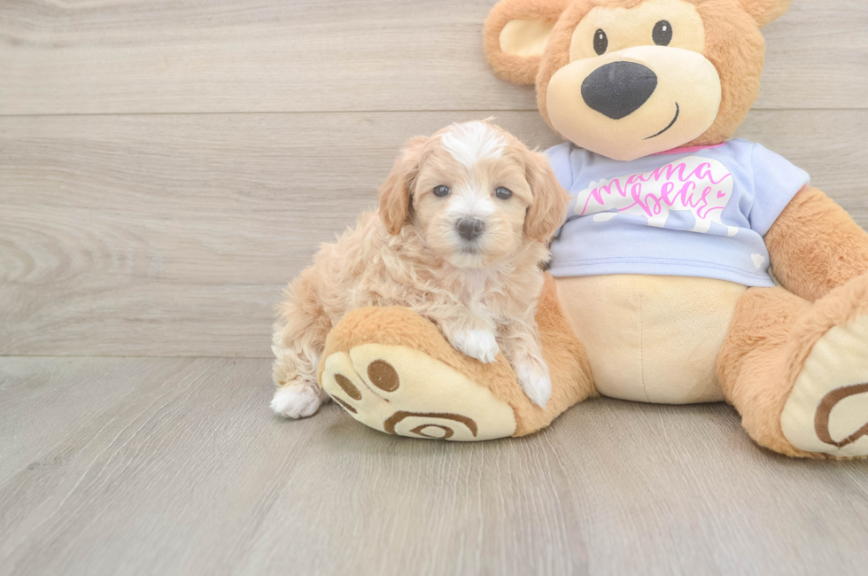 6 week old Maltipoo Puppy For Sale - Lone Star Pups