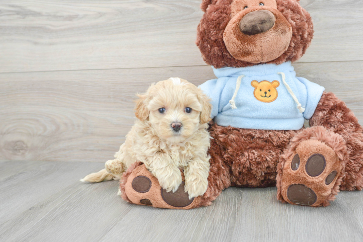 Sweet Maltipoo Baby