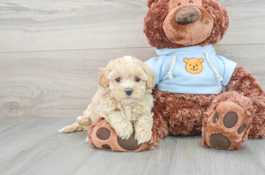 Sweet Maltipoo Baby