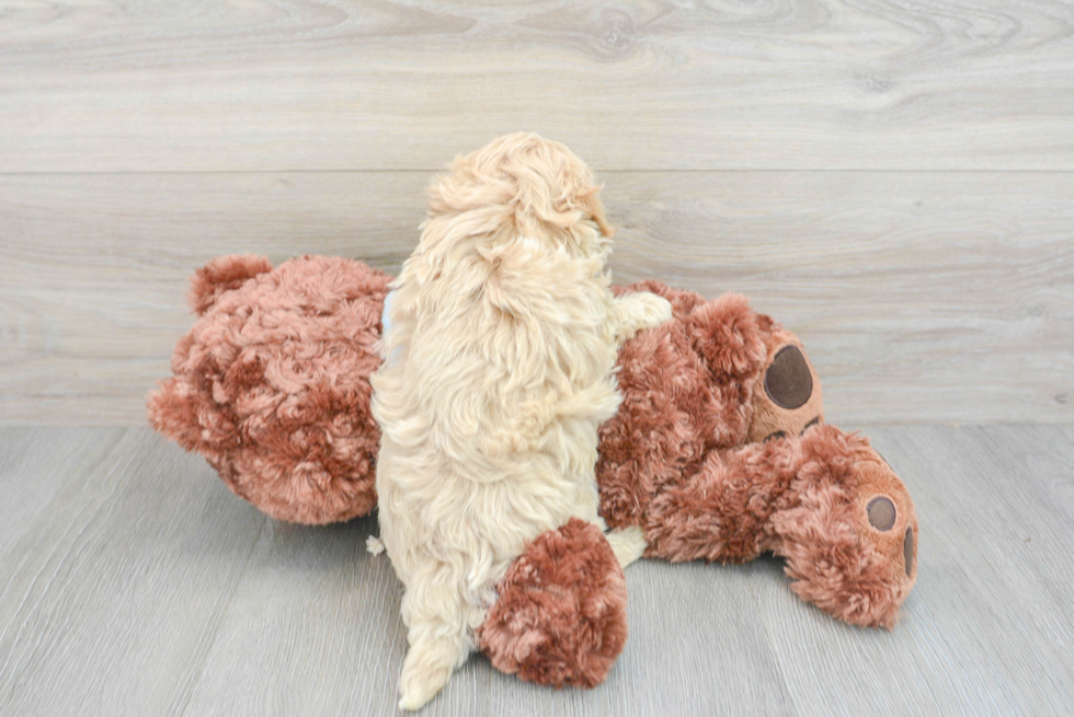 Best Maltipoo Baby