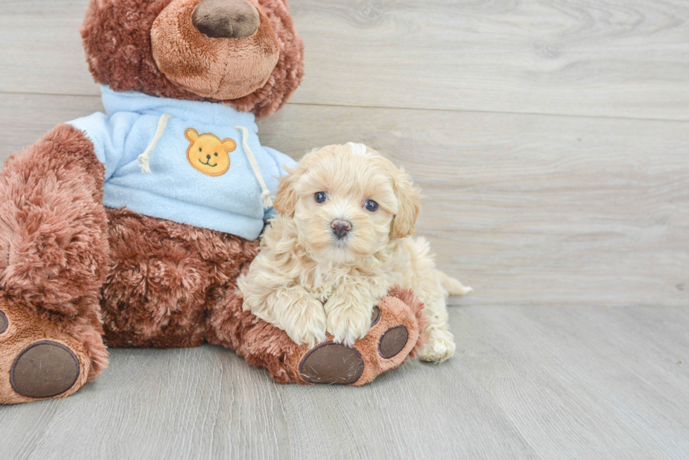 Maltipoo Puppy for Adoption