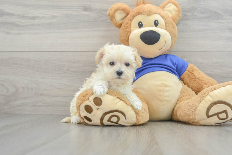 Hypoallergenic Maltepoo Poodle Mix Puppy