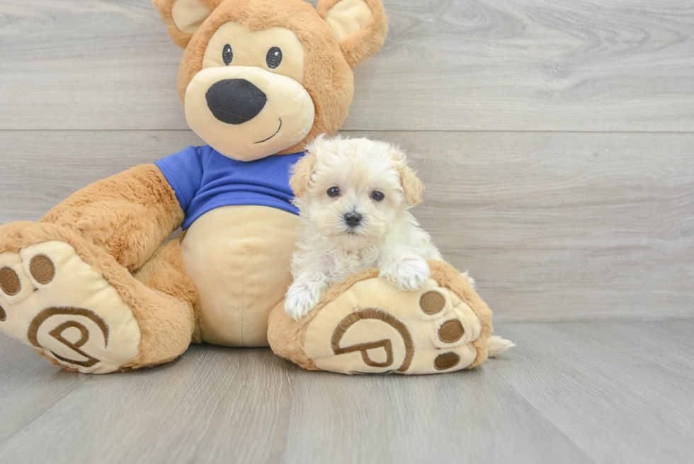 Maltipoo Puppy for Adoption