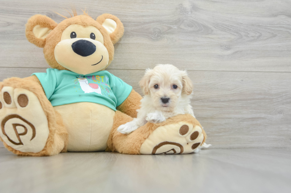 5 week old Maltipoo Puppy For Sale - Lone Star Pups