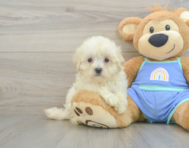 8 week old Maltipoo Puppy For Sale - Lone Star Pups