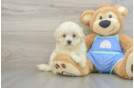 Maltipoo Puppy for Adoption