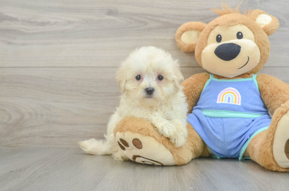 7 week old Maltipoo Puppy For Sale - Lone Star Pups