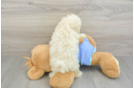 Maltipoo Puppy for Adoption