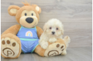 Best Maltipoo Baby