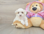 8 week old Maltipoo Puppy For Sale - Lone Star Pups