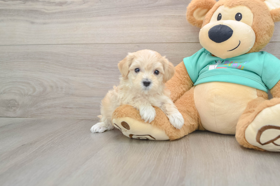Maltipoo Pup Being Cute