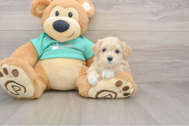 Maltipoo Puppy for Adoption