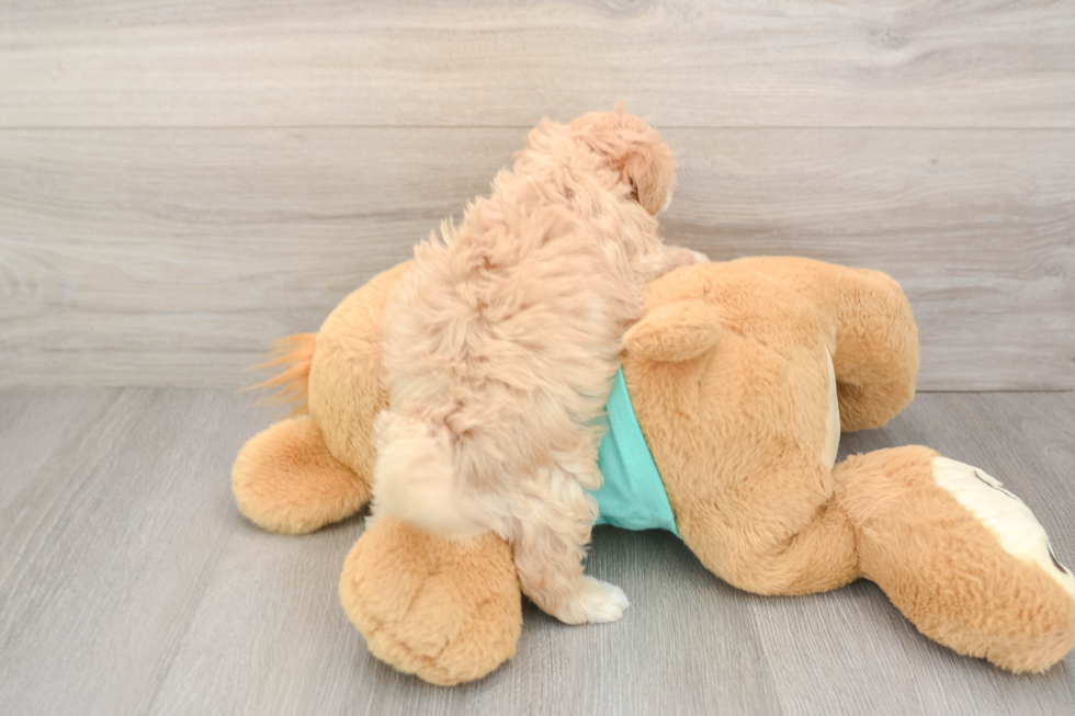 Maltipoo Puppy for Adoption