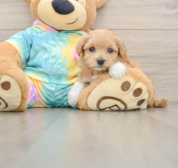 6 week old Maltipoo Puppy For Sale - Lone Star Pups