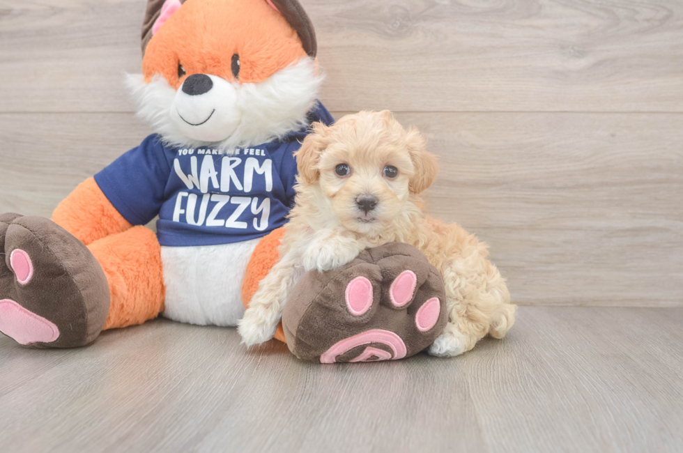 7 week old Maltipoo Puppy For Sale - Lone Star Pups