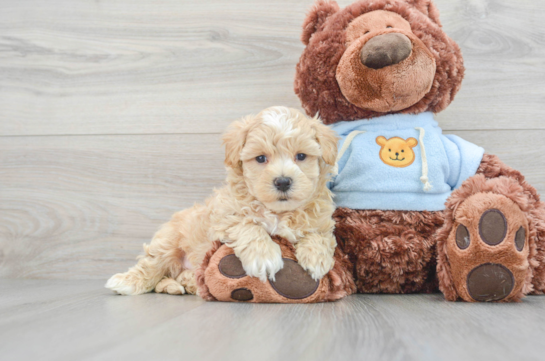 Best Maltipoo Baby