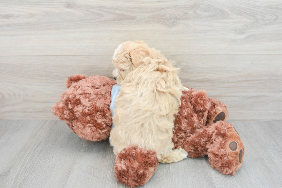 Cute Maltipoo Baby
