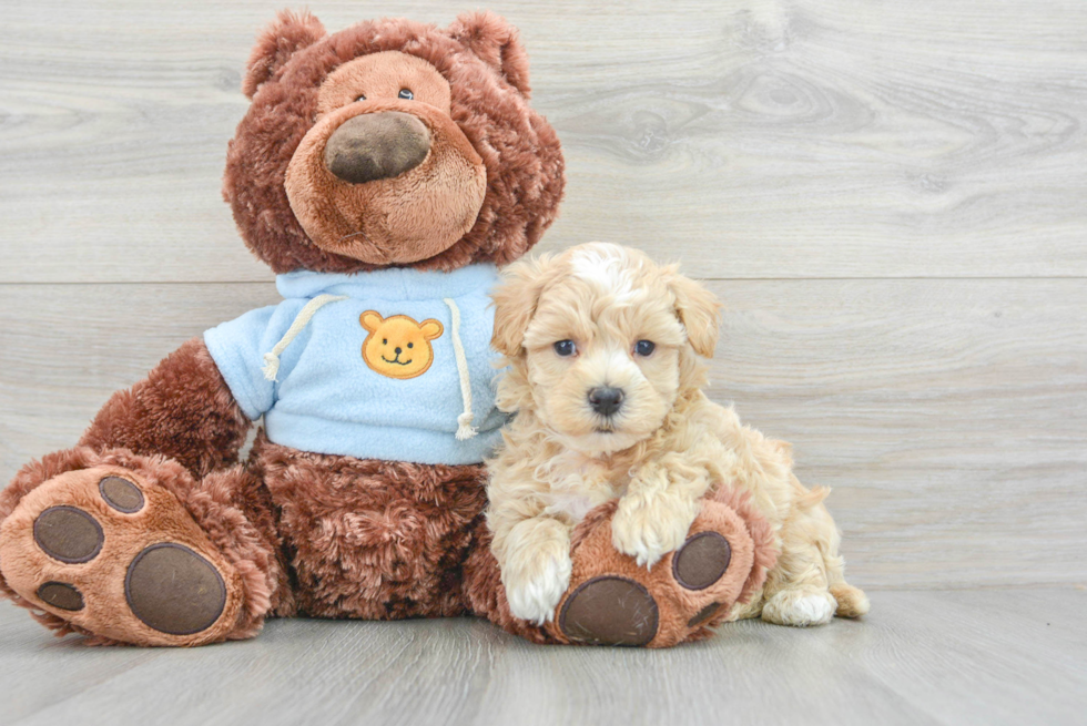Maltipoo Puppy for Adoption